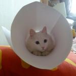 Снежик