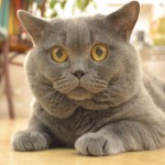 Мотеус