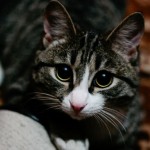 Котэ