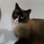 кот 