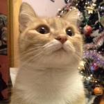 Фанта